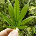 CBD Industry Predictions for 2019: A Plausible Cannabidiol Product Forecast
