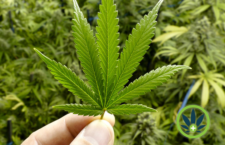 CBD Industry Predictions for 2019: A Plausible Cannabidiol Product Forecast
