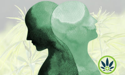 cbd and bipolar disorder