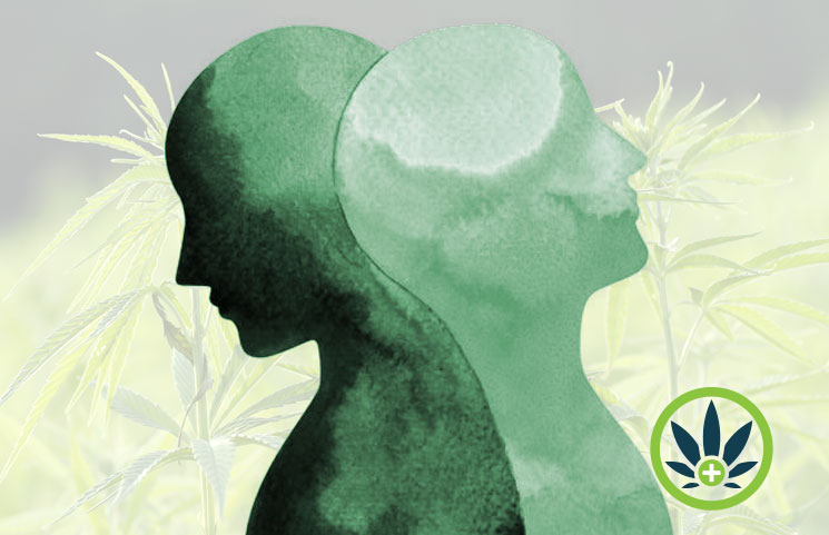 cbd and bipolar disorder