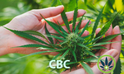 cannabichromene-cbc