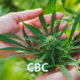 cannabichromene-cbc