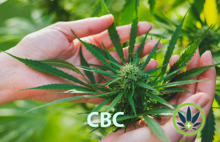 cannabichromene-cbc