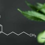 How-CBD-Works