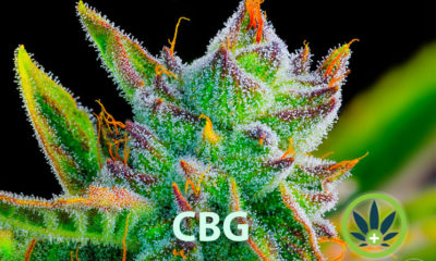 What is Cannabigerol? Learn All About the CBG Cannabis Compound