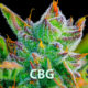 What is Cannabigerol? Learn All About the CBG Cannabis Compound