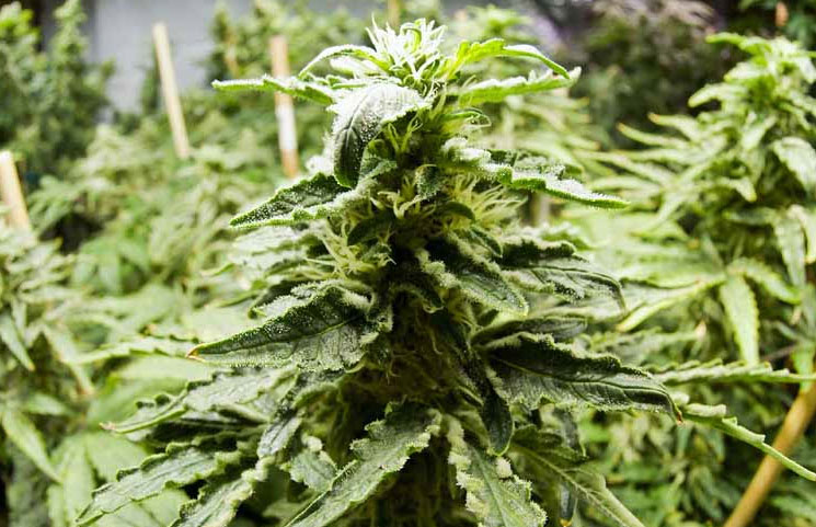 Medical Marijuana Now Legal in Ireland Under a Five-Year Pilot Program