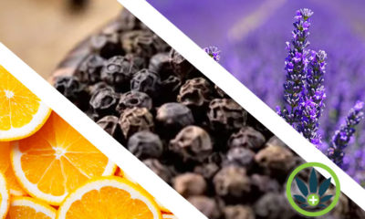 What are Terpenes? Ultimate Health Guide to Cannabis Terpene Oils