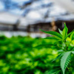 cannabis