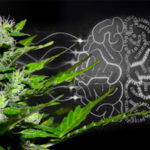 Artificial-Intelligence-in-the-Cannabis-Industry