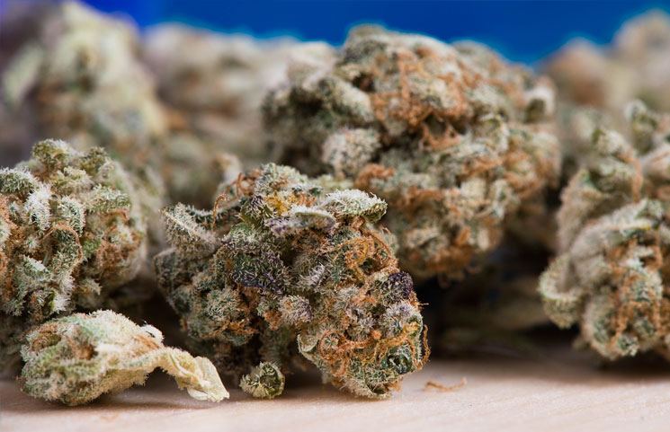 Impact-of-Medical-Cannabis-on-Chronic-Pain-to-Be-Studied
