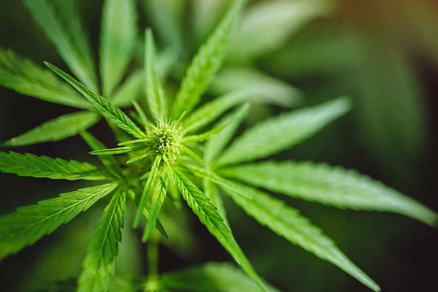 cannabis-cbd-hemp-plant
