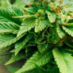 cbd-health-benefits