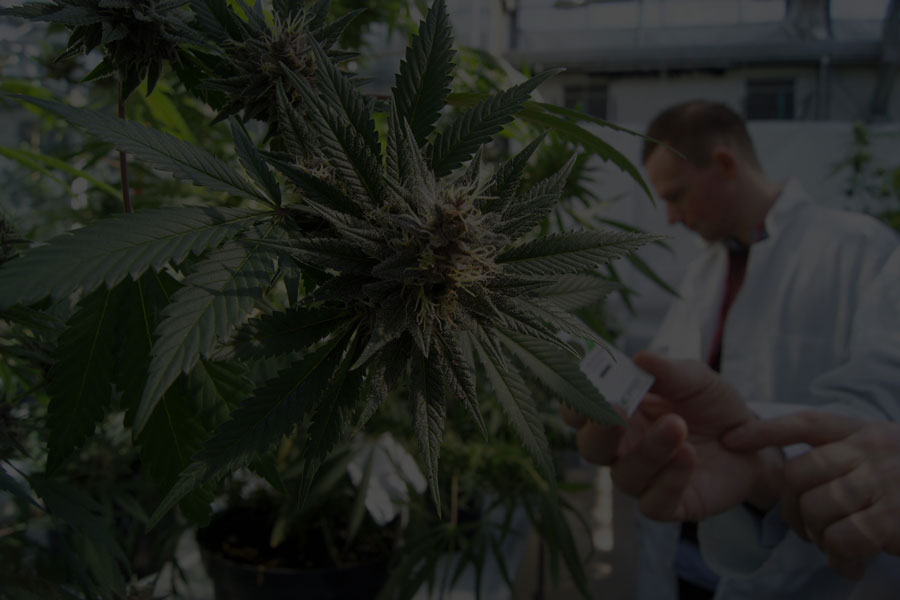 doctor-hemp-cbd-lab