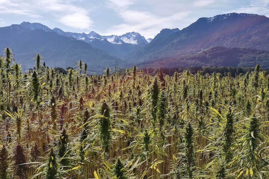 hemp-cbd-association