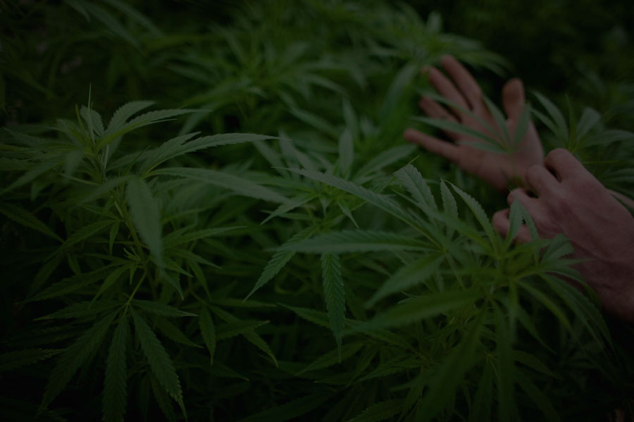 hemp-farming