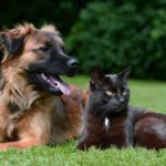 CBD-for-Pets
