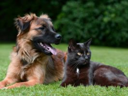 best cbd oil products for pets