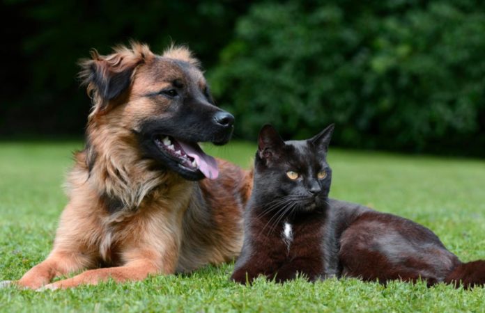 best cbd oil products for pets