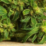 cannabidiol-infused-skin-care-guide