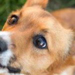 cbd pets 3