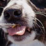 cbd pets 1