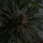 2020-cbd–research-review-guide