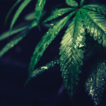 2020-cbd-survey-results