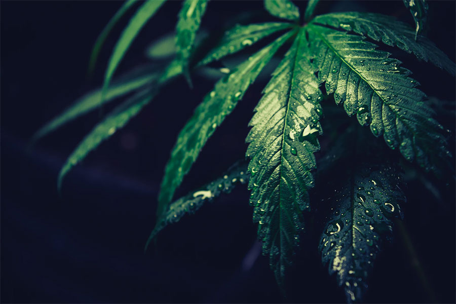 2020-cbd-survey-results