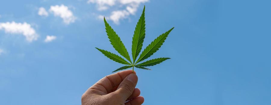 Benefits of Cannabis: What Does Research Say?