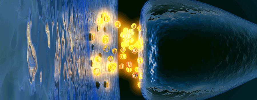 CBG Binds with Both CB1 and CB2 Receptors