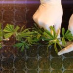 CBD-Gains-Substantial-Interest