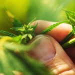 CBD-Industry