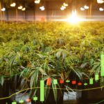 CBD-Investment