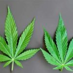 CBD-vs-THC