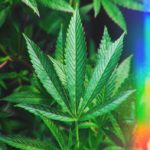 CBD-vs-THC-featured