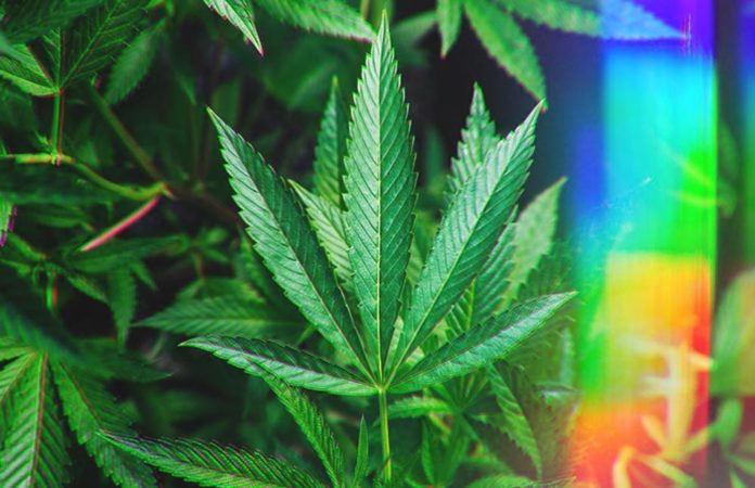 Cbd Vs Thc Full Spectrum Broad Spectrum And Pure Isolate Comparison Guide