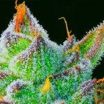 CBG-cannabis-hemp
