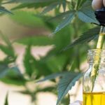 Cannabinoids-oil-cbd-cannabis