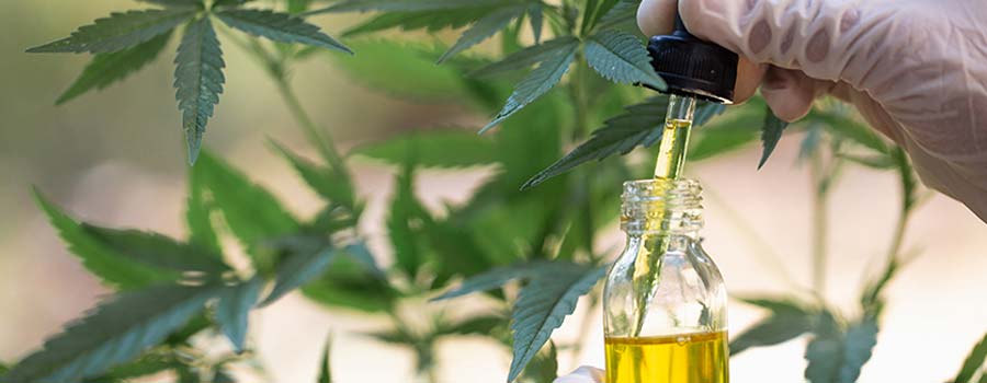 Cannabinoids-oil-cbd-cannabis