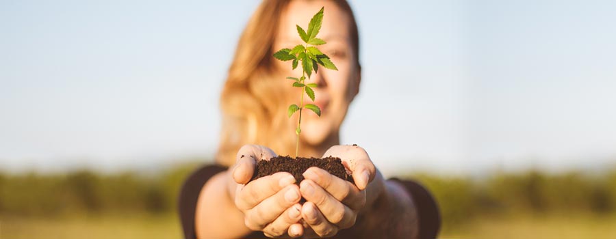 Cannabis Health & Wellness