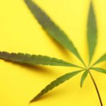Cannabis-and-Intermittent-Fasting