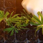 Cannabis-cultive