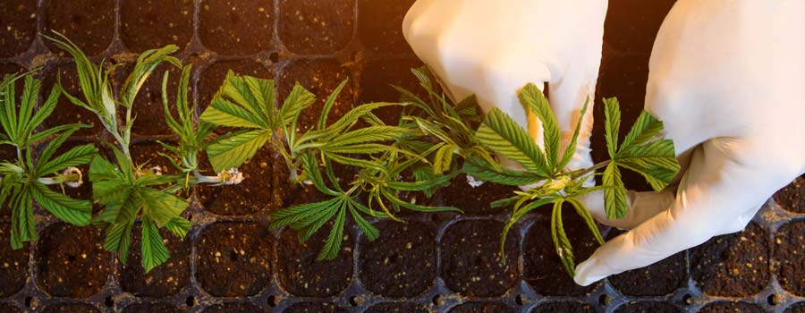 Health Benefits of CBG