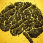 Endocannabinoid-System