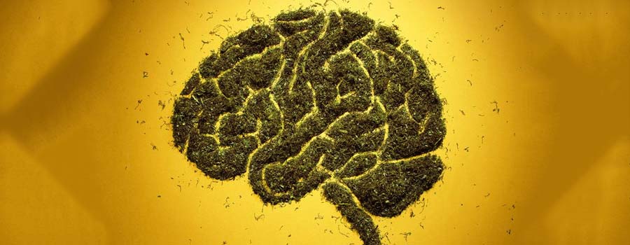 How CBG Interacts with the Endocannabinoid System