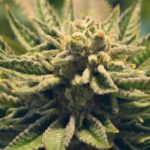 Marijuana-Stocks investment guide