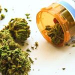 Medical-Marijuana-Could-Be-an-Alternative-to-Opioids