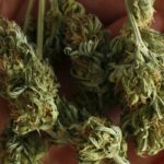 Recreational-Marijuana