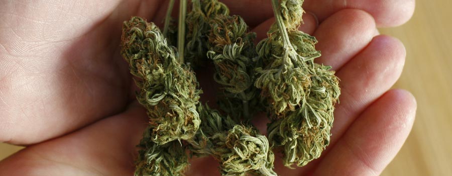 Which States Have Legalized Medical Marijuana?